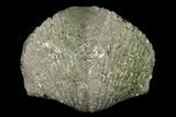Pyrite Replaced Brachiopod (Paraspirifer) Fossil - Ohio #135560-1